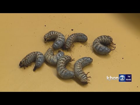 YouTube video thumbnail: Hawaii Showing Signs of Beetle Spread but Battle Isn’t Over