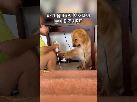 하기 싫다기도 보호자와 눈이 마주치면? 🐾❤️ #shorts