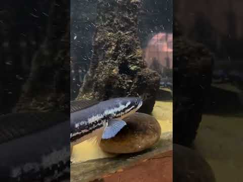 Snakehead feeding #petstationkannur