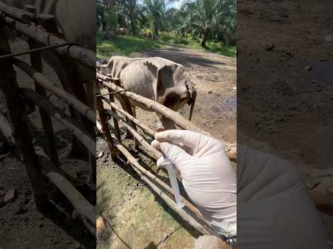Penyuntikan multivitamin sapi terkurus di dunia #sapi #cow #animals