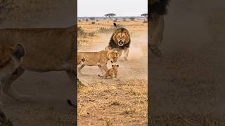 LION PROTECTS His Family 🦁🦁