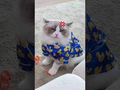 Kitty is playing with Manvi #cat #shortsvideo