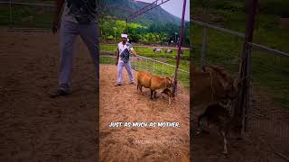 World's Shortest Mother Cow & Baby? 😲 #Shorts  #cow #youtube #true #miniature #real #shortvideo #pet