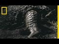 Pangolin's Quest for a Meal