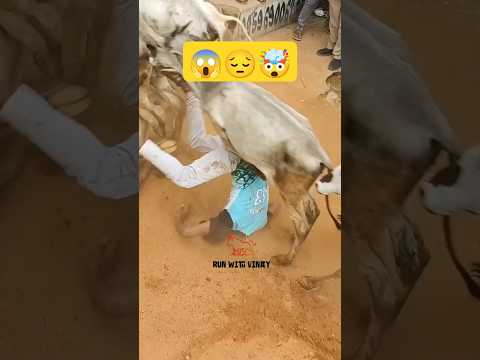 ఎద్దులన్ని తొక్కేసాయ్ 😱 Rangampet Jallikattu 🤩 Shorts 🔥#jallikattu2025 #runwithvinay#bullfightindia