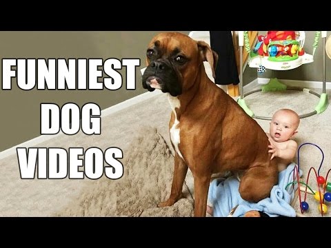 *Try Not To Laugh Challenge* Funny Dogs Compilation [MUST SEE]