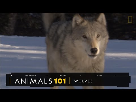 101動物教室：狼《國家地理》雜誌 - YouTube(4分05秒)