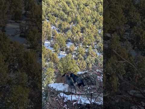 Mountain Lion hunt in Southwest Colorado