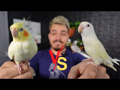 أيهم افضل ببغاء الكوكتيل ام ببغاء الروز ؟