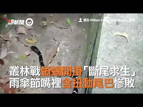 叢林戰蜥蜴開掛「斷尾求生」　雨傘節嘴裡含扭動尾巴慘敗 - YouTube