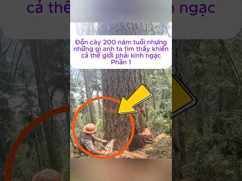 [P.1] Đốn cây 200 năm tuổi nhưng những gì anh ta tìm thấy khiến cả thế giới phải kinh ngạc #shorts