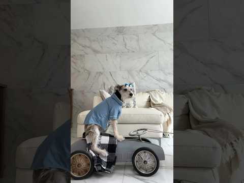 Jackwaki quería hacer el trend en su bugatti 🏎️🏁