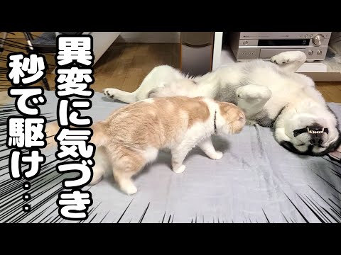 険しい顔でピクピクするハスキー犬を見た猫の行動に驚きました...