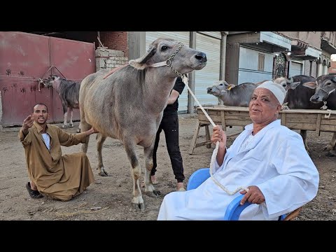 مفاجأت العيد وصلت سلالات عمار البيوت واسعار تفتح النفس عجميات جاموس عشار من الأوائل رزق المتابعين