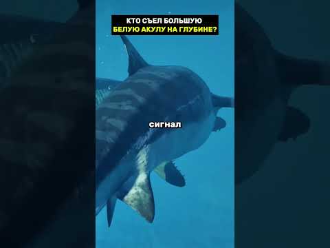 Кто съел эту акулу?