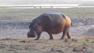 Watch a hippo fling his poo