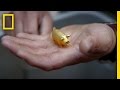 Understanding the Talisman and Gold Pig