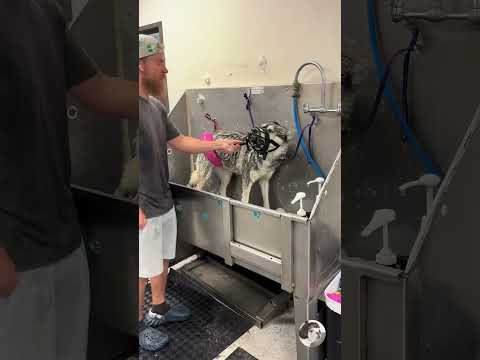 Un sacré Husky 🐶!