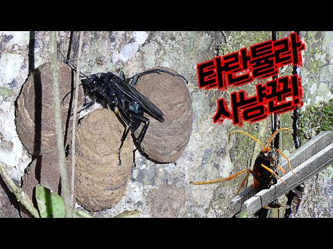 타란튤라를 사냥하는 타란튤라호크를 만났습니다![술라웨시 EP1]