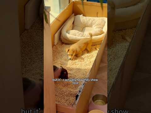 The unique friendship between the little pig and the little dog #animal #cute