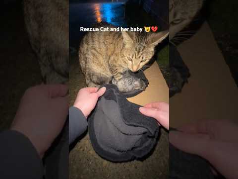 A cat and her little soul rescued in havey rainstorm ๐ฟ๐