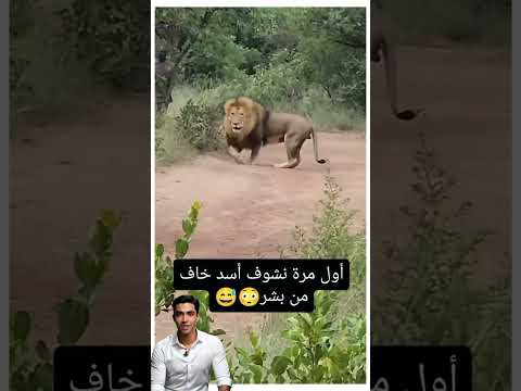 😱اول مرة الاسد يخاف من الانسان  #SHORTS