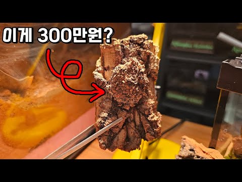 3초만에 납득 해버렸네요...나무껍질을 들춰보니..바글바글한게 대박입니다..