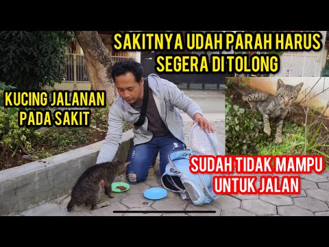 Kucing Jalanan menangis Sakit Parah Sampai Kurus Banget   .‼️