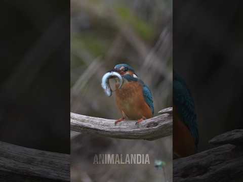 Se errar o voo, vira enfeite de árvore #animais #bichos #curioso #passaros