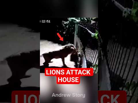 These lions attack this house