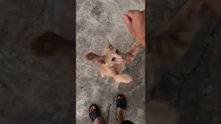 แมวส้มชอบกระโดด #love #cat #catjumping #orangecat #แมว #แมวส้ม #แมวกระโดด #แมวกวนๆ #classic #แมวบิน