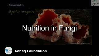 Nutrition in Fungi