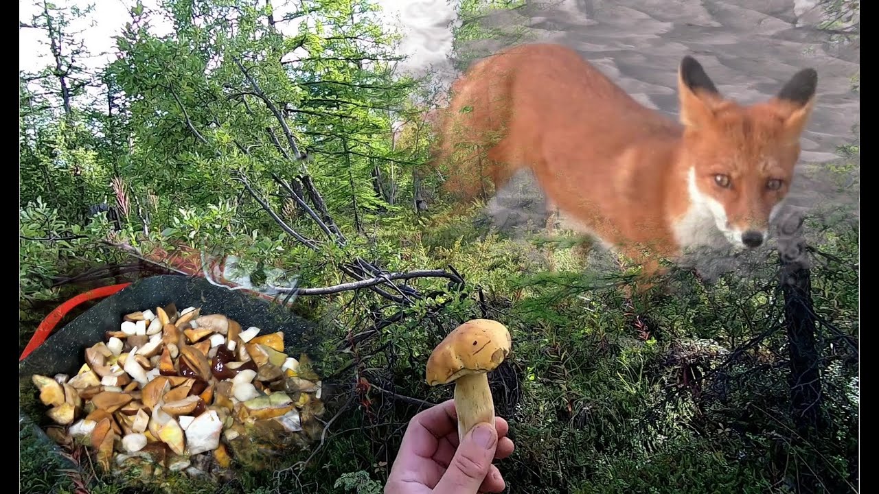 За грибами на Камчатке