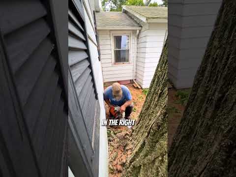 Cutting down a dangerous 200-year-old tree #treefelling #logging #arborist