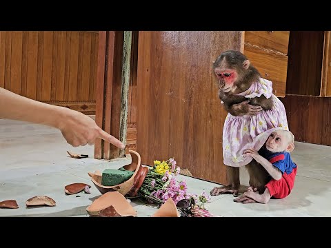 Two Monkeys Punished But Still Make The Audience Laugh Out Loud 😁