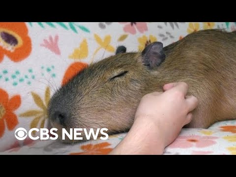 YouTube video thumbnail: Capybara Cafe Helps Animal Sanctuary With Unique Experience