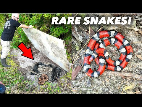 Flipping Tin For RARE Snakes! Epic North Carolina Snake Hunting!