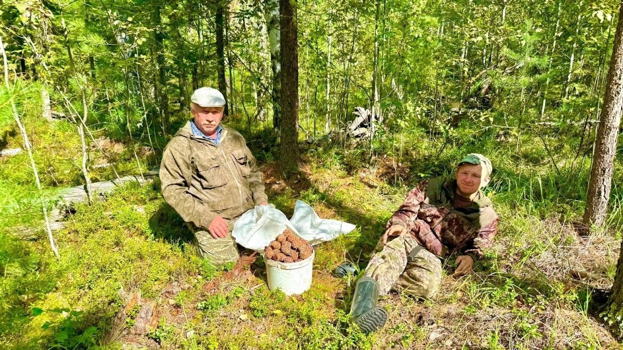 Сбор ореха в 2024. С шишкой опоздали, но грибов в лесу полно.