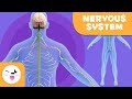 Understanding the Nervous System