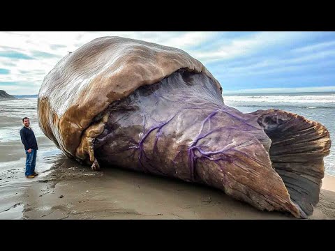 18 Strangest Things Washed Up On Beaches