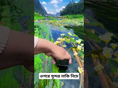 গান টা কেমন #music #cover #coversong #lyrics #fish #musicgenre #bigsix
