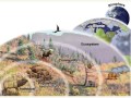 Levels of Organization in Ecology Explained