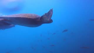 Galapagos   Kicker Rock DM