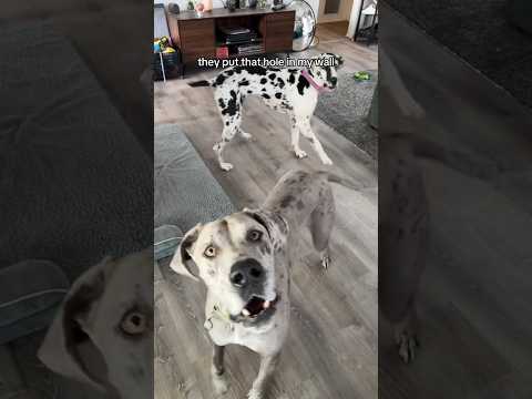 BIG DOGS tiny gf apartment ?? w OnlyJayus - #Shorts