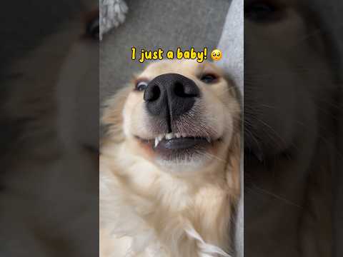 Crimes my puppy has committed 🐶 Part 7 #dogshorts #goldenretriever #puppies #puppy #pets #dogs