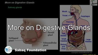 More on Digestive Glands