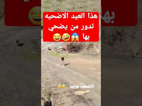 قريبا تشاهدونه في عيد الأضحى 🤣😂 #شاهد #ضحك #اكسبلور #هتضحك #عيد_الاضحى #funny #تركيا#السعوديه