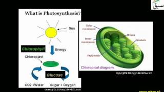 Chloroplast Convert Energy