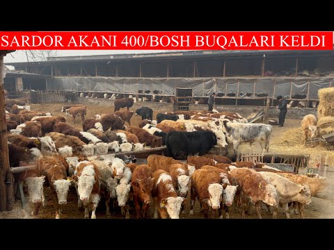 SARDOR AKANI 400/BOSH BUQALARI KELDI SHOSHILING BUQALAR ZOR