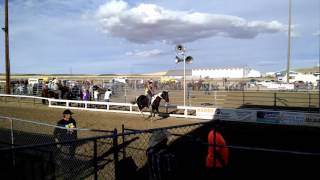 Waterville wa wild horse race 2015